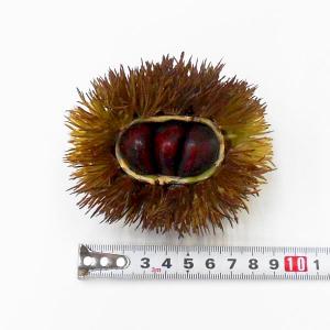 食品サンプル 栗 イガグリ 割れ栗 いがぐり(...の詳細画像1