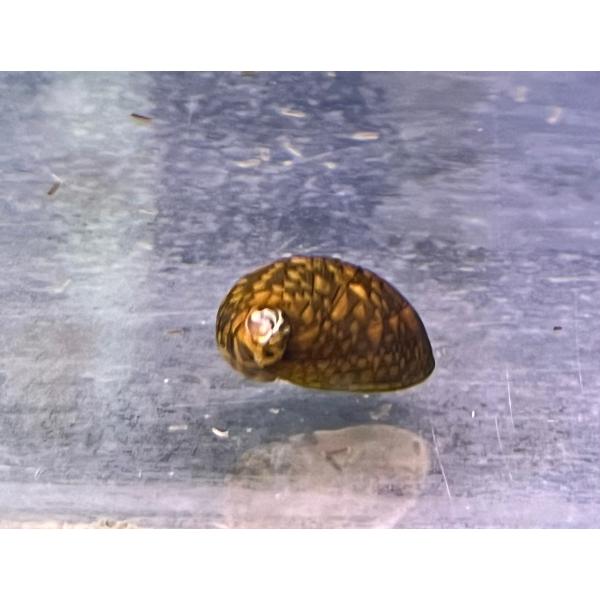 石巻貝(高知県産)　約1~2cm　10匹セット
