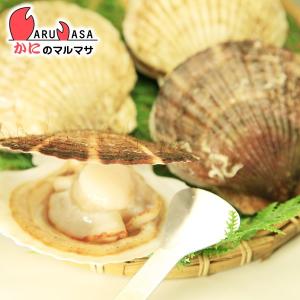活ホタテ貝の殻あけ専用 貝ベラ 専用ムキヘラ ...の詳細画像2