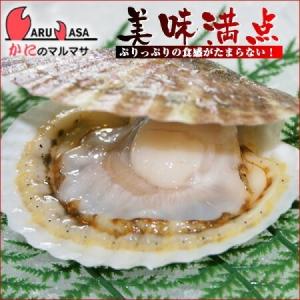 活ホタテ貝の殻あけ専用 貝ベラ 専用ムキヘラ ...の詳細画像3