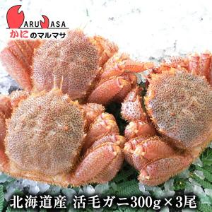 活毛がに 300g 3尾セット 翌日便対応 北海道産 かにのマルマサ 極上毛ガニ カニ かに 蟹 毛蟹 毛ガニ 通販 贈り物 道産品 お中元 ギフト