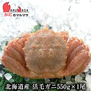 活毛がに 550g 1尾 北海道産 かにのマルマサ 極上毛ガ...