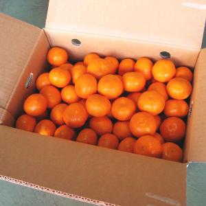 年始出荷】田村みかん 赤秀 LL 5キロ 特選 贈答用ギフト選別品 LL