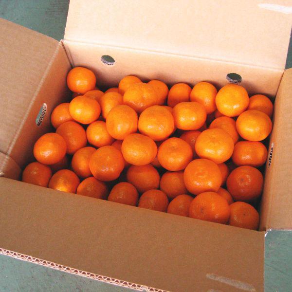 ご予約 みかん ミカン 蜜柑 訳あり 大玉2L3Lサイズ 約8.5kg ご家庭用 送料無料