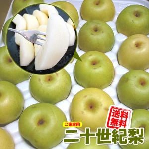 訳あり 宮崎県産 完熟 アップルマンゴー 宮崎マンゴー 約1kg ご予約