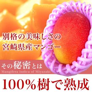 訳あり 宮崎県産 完熟 アップルマンゴー 宮崎...の詳細画像1