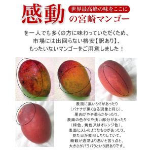 訳あり 宮崎県産 完熟 アップルマンゴー 宮崎...の詳細画像2