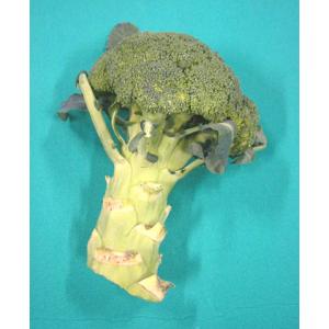 日常の一般野菜 ブロッコリー 1株