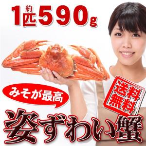 かにみそ絶品のズワイガニ 姿ズワイ蟹 約590g 船上ボイル 送料無料
