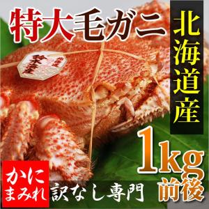 浜茹で毛ガニ・特大 無添加(1kg前後) 【業界最高3〜4特ランク堅蟹】　流氷明け（海明け）別格の雄武・枝幸・頓別産｜kanimamire