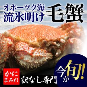 オホーツク海名産　流氷明け毛ガニ（浜茹でチルド冷蔵）3特〜4特ランク 一切訳なし 450g×2尾 計900g前後｜kanimamire