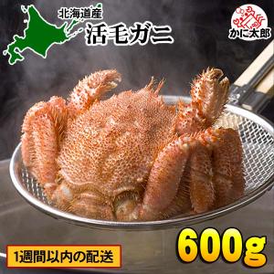 北海道産　活毛ガニ 600g 大型　毛蟹 蟹味噌がたっぷり 活毛がに 美味しさを味わうなら、未冷凍（冷蔵） 活毛蟹 かに 通販 カニ お取り寄せ 毛ガニ 爆買