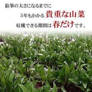 予約商品 送料無料 北海道 春野菜 天然 行者...の詳細画像2