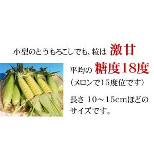 予約商品 送料無料 ピクニックコーン 小型 と...の詳細画像3