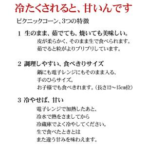 予約商品 送料無料 ピクニックコーン 小型 と...の詳細画像4