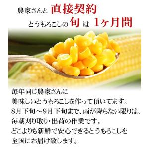 予約商品 送料無料 ピクニックコーン 小型 と...の詳細画像5