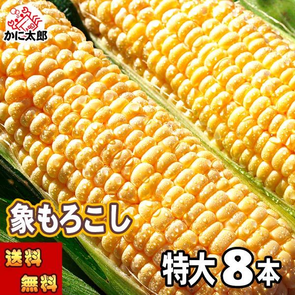 2026年先行予約 送料無料 生とうもろこし 特大サイズ　象もろこし　8本入り　北海道産スイートコー...