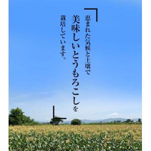 予約商品 送料無料 白い とうもろこし 白くま...の詳細画像3