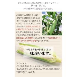 予約商品 送料無料 白い とうもろこし 白くま...の詳細画像4