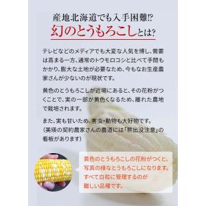予約商品 送料無料 白い とうもろこし 白くま...の詳細画像5