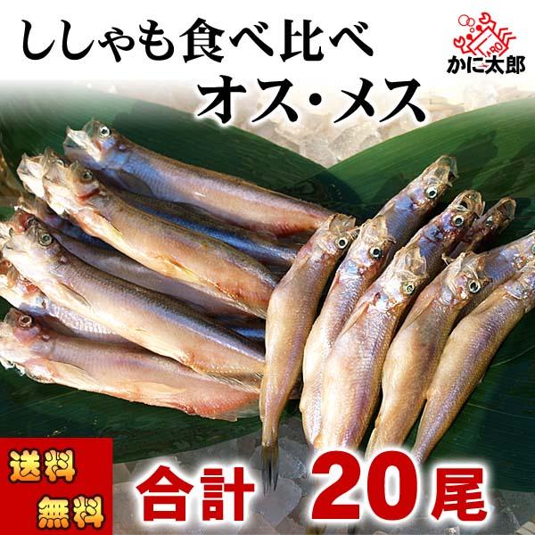 送料無料 北海道産 本シシャモ オス メス 各10尾入り 食べ比べ 北海道 鵡川 広尾 厚賀 釧路 ...