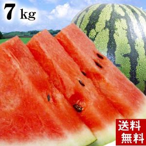(送料無料)マドンナスイカ 秀品 2Lサイズ 7〜8キロ 北...