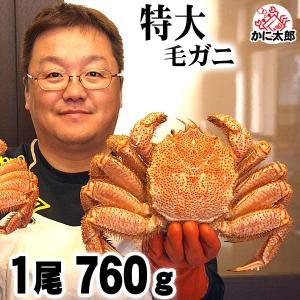 超特大な毛蟹 1kg 1尾入り ボイル冷凍 北海道オホーツク産の最大級の
