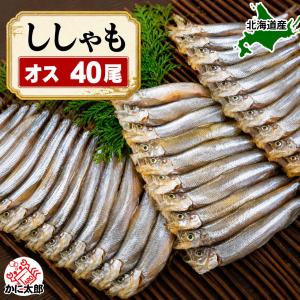 北海道産 本ししゃも オス 40尾入り (雄 小サイズ) 北海道 鵡川 厚賀 広尾 釧路 ししゃも シシャモ 柳葉魚 干物 焼き魚 おつまみ 酒のつまみ 魚 ギフト 爆買