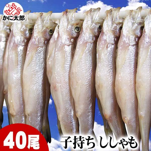 子持ちシシャモ　メス　40尾入り(小サイズ)　北海道産 魚ししゃもです。干物柳葉魚、干し魚。ぷちぷち...