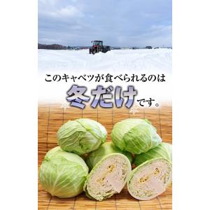 予約商品 送料無料 北海道 冬野菜 和寒町産 ...の詳細画像4