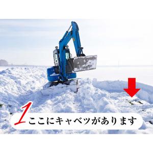 予約商品 送料無料 北海道 冬野菜 和寒町産 ...の詳細画像5
