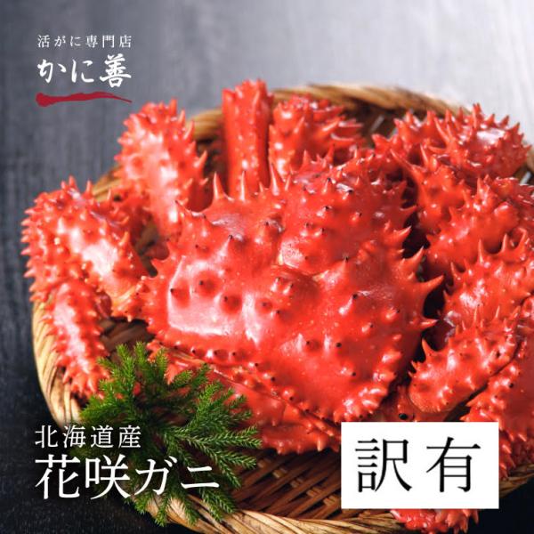 送料無料 訳あり お買い得 花咲ガニ 活花咲蟹 2尾 (計1.6kg前後) 活・茹で選択可能 冷蔵 ...