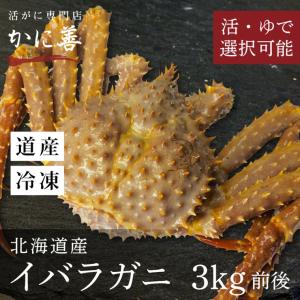 イバラガニ 活いばら蟹 3kg前後 年末指定不可｜kanizen