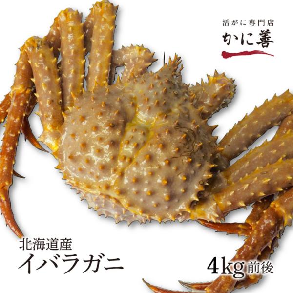 北海道産 希少 イバラガニ  特大 活いばら蟹 3-4kg前後