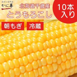 とうもろこし 朝もぎ 北海道 千歳産 予約販売 L-2L 10本入 送料無料 発送8月下旬〜 生食可のスイーツ野菜 年末指定不可｜kanizen