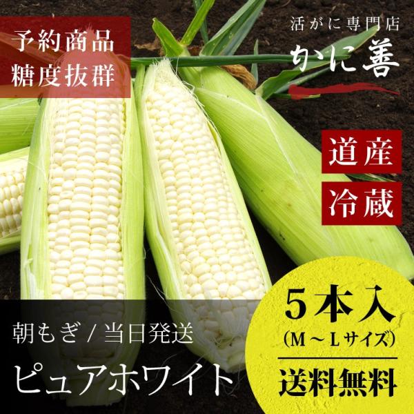とうもろこし 朝もぎ ピュアホワイト 北海道産 予約販売 L-2L 5本入 送料無料 発送8月下旬〜...