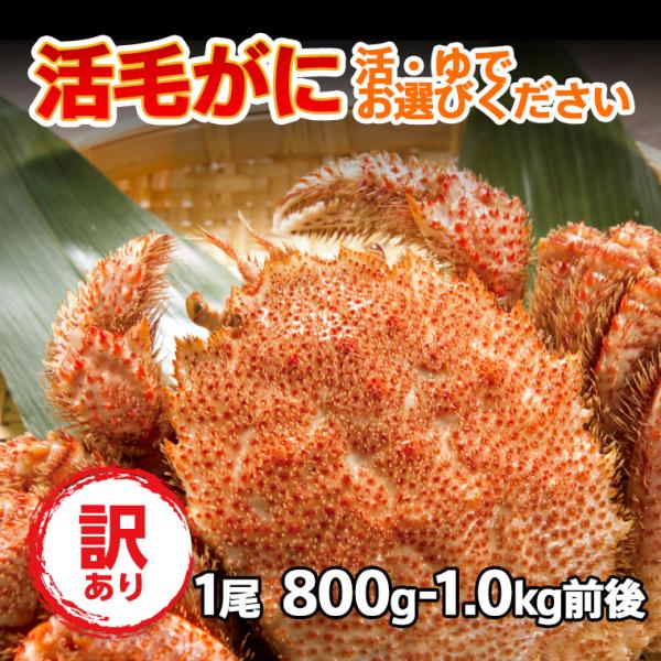 毛蟹 けがに 活毛ガニ 北海道産 冷蔵 訳あり  1尾(800g-1kg前後)