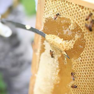 観音山はちみつギフトセット 取っ手付き瓶 令和...の詳細画像2