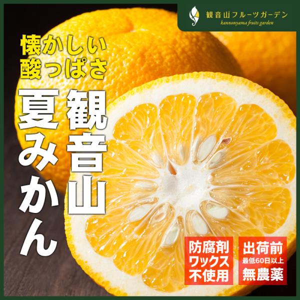 夏みかん 完熟 和歌山 観音山 江戸浪漫 A級品 8kg 観音山フルーツガーデン 送料無料