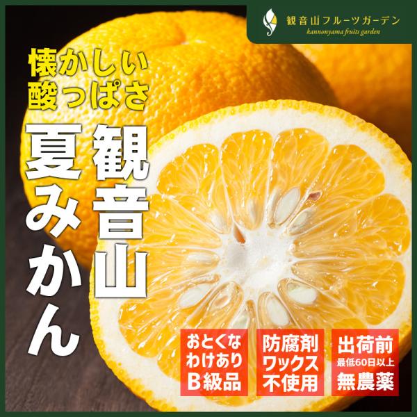 夏みかん 完熟 和歌山 観音山 江戸千季 訳ありB級品 1kg 観音山フルーツガーデン 送料無料