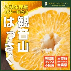 はっさく 紀州の満月 A級品 3kg  和歌山 観音山フルーツガーデン 送料無料｜kannonyama