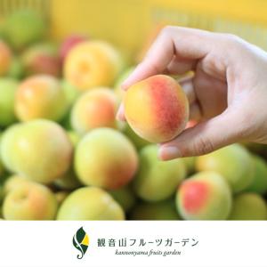 完熟梅(本場紀州産) A級 1kg 和歌山県産...の詳細画像1