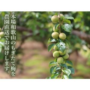 完熟梅(本場紀州産) A級 1kg 和歌山県産...の詳細画像2