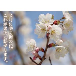 完熟梅(本場紀州産) A級 1kg 和歌山県産...の詳細画像3