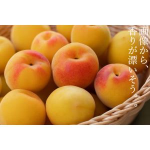 完熟梅(本場紀州産) A級 1kg 和歌山県産...の詳細画像4