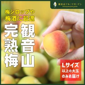 完熟 ”紀州・和歌山産 南高梅” 秀品 2Lサイズ 約1kg《10キロ購入で送料