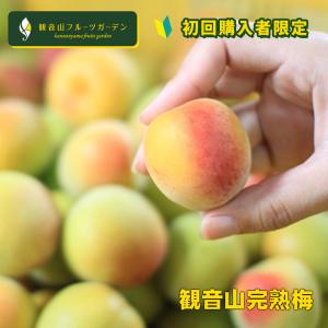 初回購入限定 完熟梅（本場紀州産） A級 3kg 和歌山県産 観音山フルーツガーデン 送料無料