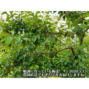 初回購入限定 完熟梅(本場紀州産) A級 3k...の詳細画像1