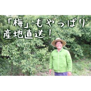 初回購入限定 完熟梅(本場紀州産) A級 3k...の詳細画像2