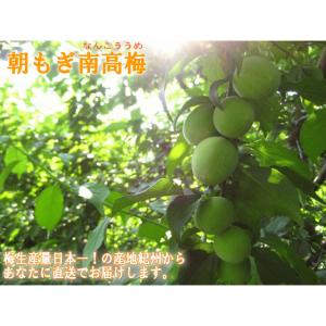 初回購入限定 完熟梅(本場紀州産) A級 3k...の詳細画像3